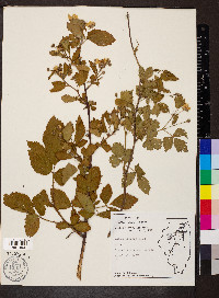 Rubus argutus image