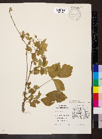 Rubus flagellaris image