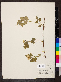 Rubus flagellaris image