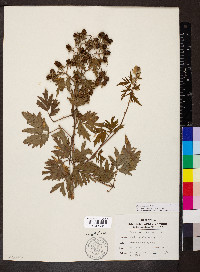 Rubus laciniatus image