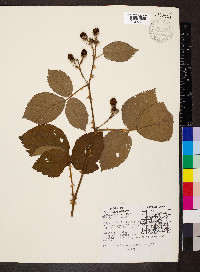 Rubus occidentalis image