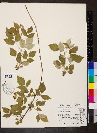 Rubus occidentalis image