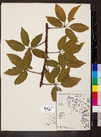 Rubus trivialis image