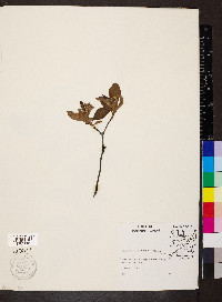 Aronia melanocarpa image