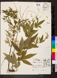 Gillenia stipulata image