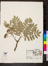 Sorbus aucuparia image