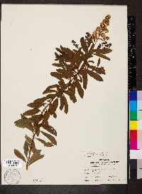 Spiraea alba image