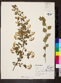 Spiraea corymbosa image