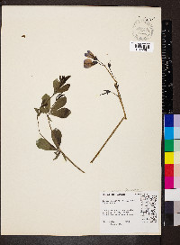 Baptisia australis image