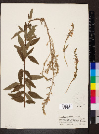 Desmodium canadense image