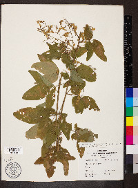 Desmodium cuspidatum image