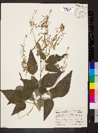 Desmodium cuspidatum image