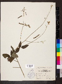 Desmodium glabellum image