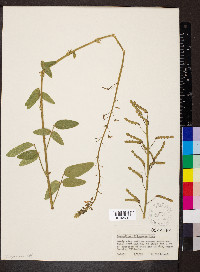 Desmodium illinoense image