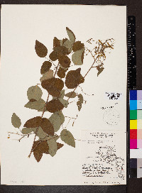 Desmodium laevigatum image