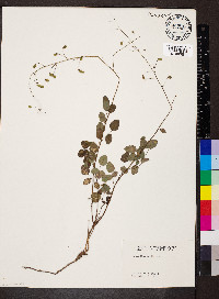 Desmodium marilandicum image