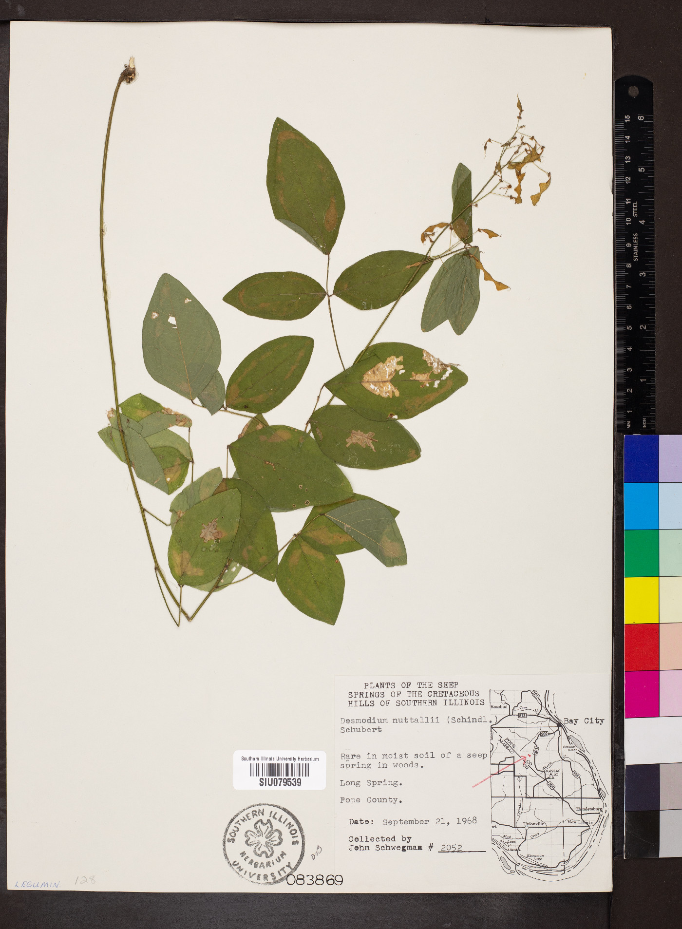 Desmodium nuttallii image