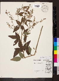 Desmodium perplexum image