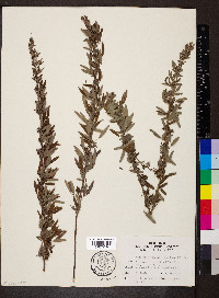 Lespedeza cuneata image