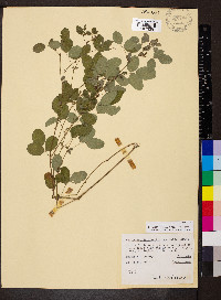 Lespedeza frutescens image