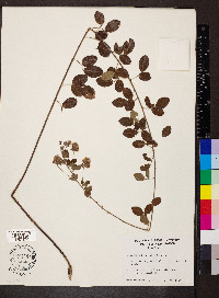 Lespedeza hirta image