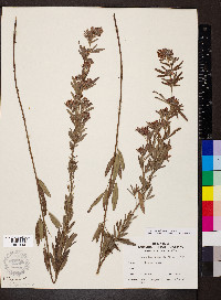 Lespedeza x simulata image