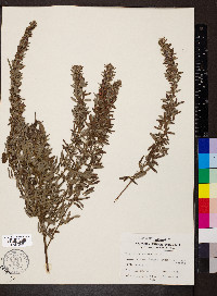 Lespedeza stuevei image