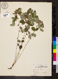 Lespedeza violacea image