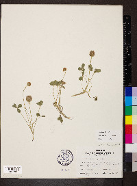 Trifolium fragiferum image