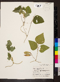 Amphicarpaea bracteata var. comosa image