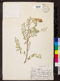 Astragalus tennesseensis image