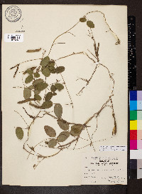 Galactia regularis image