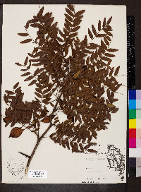 Gleditsia aquatica image