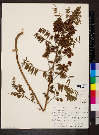 Glycyrrhiza lepidota image