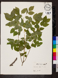 Gymnocladus dioicus image