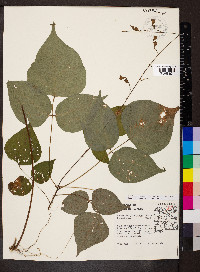 Hylodesmum glutinosum image