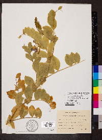 Lathyrus maritimus image