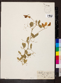 Lathyrus odoratus image