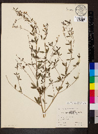 Pediomelum tenuiflorum image