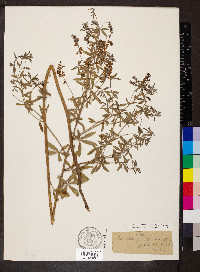 Pediomelum tenuiflorum image