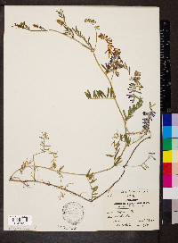 Vicia cracca image