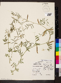 Vicia sativa subsp. nigra image