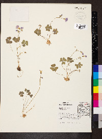 Oxalis violacea image