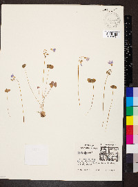 Oxalis violacea image