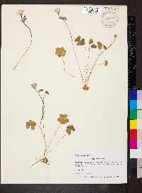 Oxalis violacea image