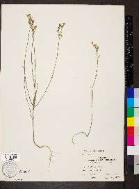 Linum sulcatum image