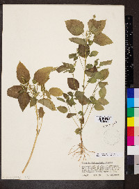 Acalypha ostryifolia image