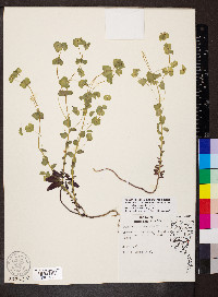 Euphorbia commutata image