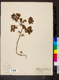 Euphorbia helioscopia image