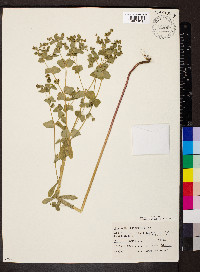 Euphorbia spathulata image